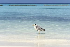 Images Dated 9th April 2011: Grey Heron -Ardea cinerea- on the beach of a Maldivian island, Kurendhoo Island, Lhaviyani Atoll