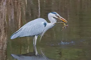Grey Heron (Ardea cinerea) with Common Toad prey (Bufo bufo), Hesse, Germany