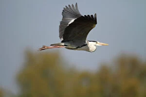 Friedhelm Adam Nature Photography Gallery: Grey Heron -Ardea cinerea-, in flight, Camargue, France, Europe