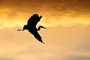 Grey Heron -Ardea cinerea-, in flight in the morning light, silhouette, North Hesse, Hesse, Germany