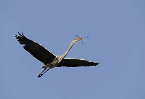 Images Dated 24th April 2010: Grey Heron -Ardea cinerea- in flight with nesting material, Stuttgart, Baden-Wuerttemberg, Germany