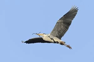 Images Dated 4th May 2013: Grey Heron -Ardea cinerea- in flight with nesting material, Hamburg, Germany