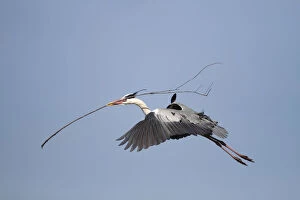 Images Dated 13th April 2011: Grey Heron -Ardea cinerea- in flight with nesting material in beak