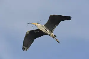 Nesting Material Prints: Grey Heron -Ardea cinerea- in flight with nesting material, Hamburg, Germany