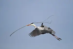 Ciconiiformes Prints: Grey Heron -Ardea cinerea- in flight with nesting material in beak