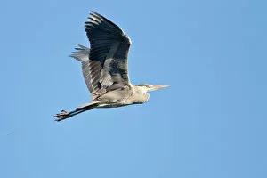 Blue Sky Gallery: Grey Heron -Ardea cinerea-, in flight, North Hesse, Hesse, Germany
