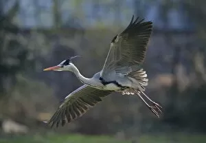 Grey Heron -Ardea cinerea- in flight, Stuttgart, Baden-Wuerttemberg, Germany, Europe