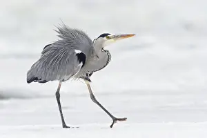 Gray Heron Prints: Grey Heron -Ardea cinerea- on ice in winter