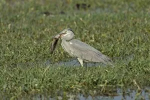 Images Dated 22nd December 2012: Grey Heron -Ardea cinerea-, Keoladeo National Park, Rajasthan, India