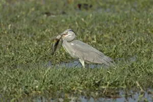 Christian Paoli Wildlife Photography Prints: Grey Heron -Ardea cinerea-, Keoladeo National Park, Rajasthan, India