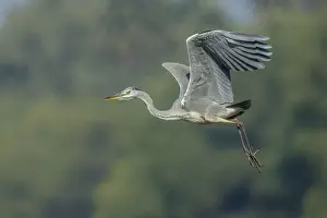 Grey Heron -Ardea cinerea-, Keoladeo National Park, Rajasthan, India