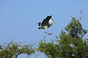 Images Dated 24th April 2010: Grey Heron -Ardea cinerea- landing in a tree crown, Camargue, France, Europe