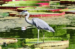 Nymphaea Gallery: Grey Heron -Ardea cinerea- in a lily pond, Germany