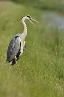 Images Dated 31st May 2014: Grey Heron -Ardea cinerea- with an open beak, standing on the banks of a brook, The Netherlands
