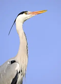 Gray Heron Prints: Grey Heron -Ardea cinerea-, portrait