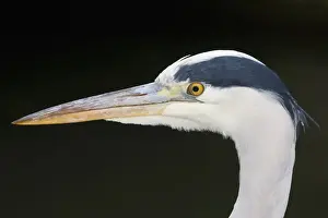 Gray Heron Prints: Grey Heron -Ardea cinerea-, portrait