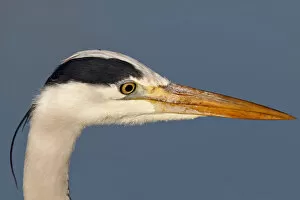 Images Dated 3rd May 2011: Grey Heron -Ardea cinerea-, portrait, Strohauser Plate, Wesermarsch district, Lower Saxony
