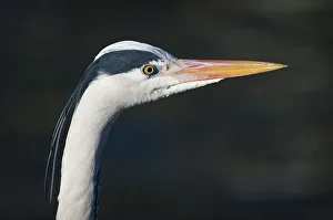 Zoo Animal Collection: Grey Heron -Ardea cinerea-, portrait, captive