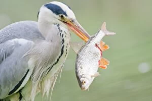 Images Dated 29th May 2011: Grey Heron -Ardea cinerea- with prey, fish, North Hesse, Hesse, Germany