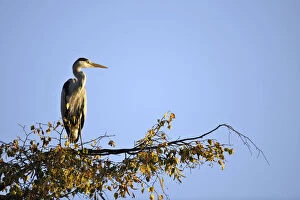 Images Dated 16th October 2011: Grey Heron -Ardea cinerea- sitting on a branch, Stuttgart, Baden-Wuerttemberg, Germany, Europe