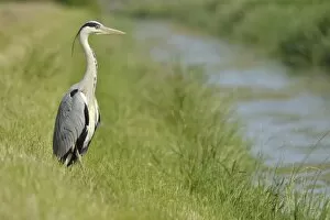 Images Dated 31st May 2014: Grey Heron -Ardea cinerea- standing on the banks of a brook, The Netherlands