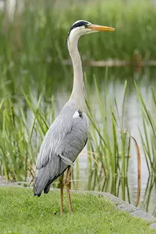 Pond Collection: Grey Heron -Ardea cinerea- standing at the edge of a pond, Germany