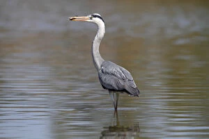 Images Dated 11th April 2011: Grey Heron -Ardea cinerea- standing in shallow water, with a captured fish in its beak, Camargue