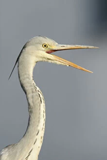 Images Dated 17th May 2013: Grey Heron -Ardea cinerea-, young bird with opened beak, portrait, Hamburg, Germany