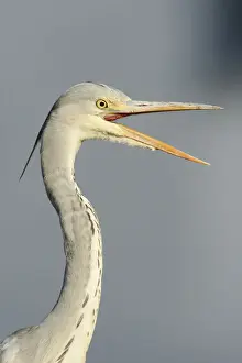 Gray Heron Prints: Grey Heron -Ardea cinerea-, young bird with opened beak, portrait, Hamburg, Germany