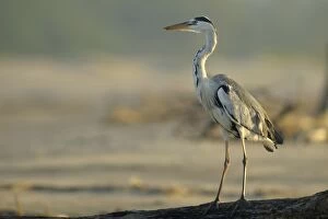 Images Dated 8th April 2010: Grey Heron (Area cinerea) standing on driftwood log on beach, St Lucia, Kwazulu-Natal, South Africa