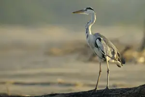 Feathers Prints: Grey Heron (Area cinerea) standing on driftwood log on beach