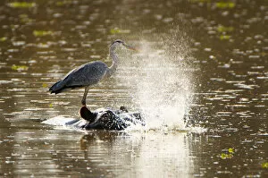 Images Dated 30th August 2006: Grey Heron and Hippo, South Luangwa NP, Zambia