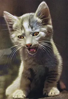 Brown Background Prints: Grey Kitten
