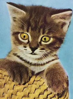 Grey Kitten in Basket