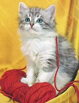 Fluffy Prints: Grey Kitten With Yarn