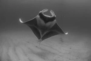 Images Dated 20th February 2014: Grey Manta