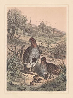 Images Dated 18th November 2017: Grey partridge (Perdix perdix), threatened species, hand-colored lithograph, published 1885