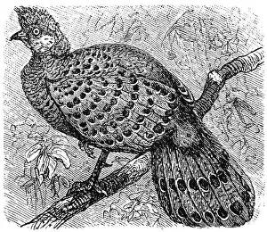 Grey Peacock-Pheasant old illustration (Polyplectron bicalcaratum)