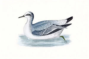 The History of British Birds by Morris Gallery: Grey phalarope migratory shorebird breeding in Arctics