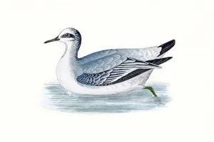 Images Dated 19th May 2016: Grey phalarope migratory shorebird breeding in Arctics