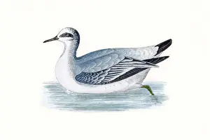 Grey phalarope migratory shorebird breeding in Arctics