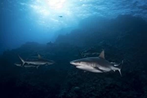 Images Dated 16th August 2015: Grey Reef Sharks at Osprey Reef