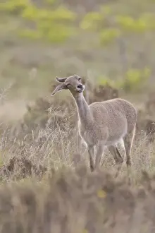 Herbert Kratky Photography Prints: Grey rhebock -Pelea capreolus- at Bontebok National Park, South Africa