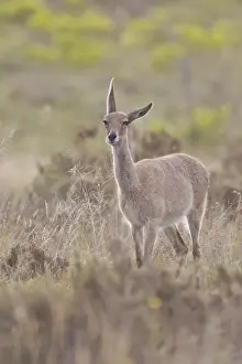 Herbert Kratky Photography Prints: Grey rhebock -Pelea capreolus- at Bontebok National Park, South Africa