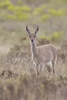 Grey rhebock -Pelea capreolus- at Bontebok National Park, South Africa