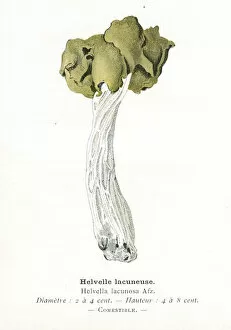 Images Dated 29th January 2018: Grey saddle mushroom engraving 1895