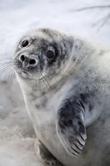 Phocidae Prints: Grey Seal -Halichoerus grypus-, Helgoland Dunes, Schleswig-Holstein, Germany, Europe