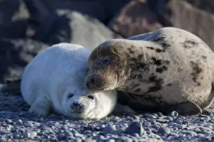 Phocidae Prints: Grey Seal -Halichoerus grypus-, Helgoland Dunes, Schleswig-Holstein, Germany, Europe