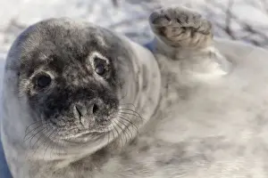 Phocidae Prints: Grey seal -Halichoerus grypus-, Helgoland, Schleswig-Holstein, Germany, Europe