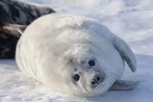 Grey seal -Halichoerus grypus-, Helgoland, Schleswig-Holstein, Germany, Europe